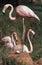 GREATER FLAMINGO phoenicopterus ruber roseus, ADULT WITH EGG ON ITS NEST