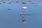 Greater flamingo  Phoenicopterus ruber roseus foraging for food with head down in shallow water with reflection on the surface,