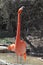 A greater flamingo photographed at columbus Zoo in ohio