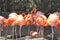 Greater flamingo photographed at columbus Zoo in ohio