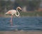 Greater Flamingo Portrait