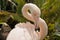 Greater flamingo is preening feathers