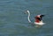 Greater Flamingo raising its colorful wings