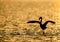 Greater Flamingo raising its wings in the morning light