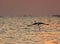 Greater Flamingo ready to fly