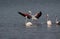 Greater flamingo`s