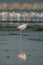 Greater Flamingo sleeping on one leg