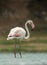 Greater Flamingo standing straight portrait at Gujarat, India