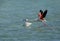 Greater Flamingo streching and raising its wings to fly, Bahrain