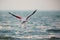 Greater Flamingo taking flight in the morning at Asker beach, Bahrain