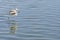 Greater flamingo wading in water looking.