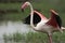 Greater Flamingo Wings Closeup at Ahmedabad