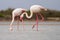 Greater Flamingoes