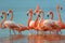 Greater Flamingos