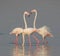 Greater flamingos