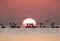 Greater Flamingos and beautiful  sunrise of Asker coast, Bahrain