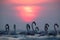 Greater Flamingos and beautiful sunrise Asker coast, Bahrain