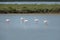 Greater Flamingos in the Camargue