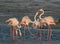 Greater Flamingos courtship
