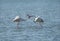 Greater Flamingos courtship