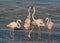 Greater Flamingos courtship, Aker,  Bahrain
