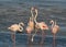 Greater Flamingos courtship at Aker creek, Bahrain