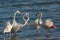 Greater Flamingos courtship display, Bahrain