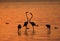 Greater Flamingos courtship in the the morning