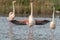 Greater Flamingos in courtship (Phoenicopterus roseus) in a swamp in spring