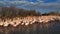 Greater flamingos during the courtship season.  Pont de Gau, Camargue, France