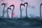 Greater Flamingos with dramatic hue during sunrise at Asker coast, Bahrain