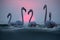 Greater Flamingos and dramatic hue during sunrise at Asker coast, Bahrain