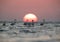 Greater Flamingos and dramatic sunrise at Asker coast, Bahrain