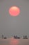 Greater Flamingos and dramatic sunrise at Asker coast, Bahrain