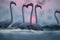 Greater Flamingos and dramatic sunrise at Asker coast, Bahrain