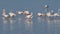 Greater flamingos - Etosha pan, Namibia