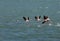 Greater Flamingos flying, Bahrain. A slow shutter shots to show motion blur