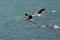 Greater Flamingos flying to other place in Aker coast, Bahrain