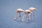 Greater flamingos foraging for food in shallow water at Walvis Bay, Namibia