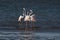 Greater flamingos head-flagging at Walvis Bay Lagoon, Namibia