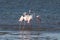 Greater flamingos head-flagging at Walvis Bay Lagoon, Namibia