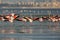 Greater Flamingos landing at Aker creek, Bahrain