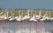 Greater Flamingos line up