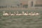 Greater Flamingos moving in a line, Aker creek, Bahrain