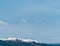 Greater Flamingos over Barbate Salt Pans