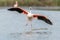 Greater Flamingos (Phoenicopterus roseus) landing in a Camargue pond in spring