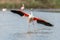 Greater Flamingos (Phoenicopterus roseus) landing in a Camargue pond in spring