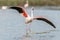 Greater Flamingos (Phoenicopterus roseus) landing in a Camargue pond in spring