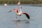 Greater Flamingos (Phoenicopterus roseus) landing in a Camargue pond in spring