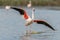 Greater Flamingos (Phoenicopterus roseus) landing in a Camargue pond in spring